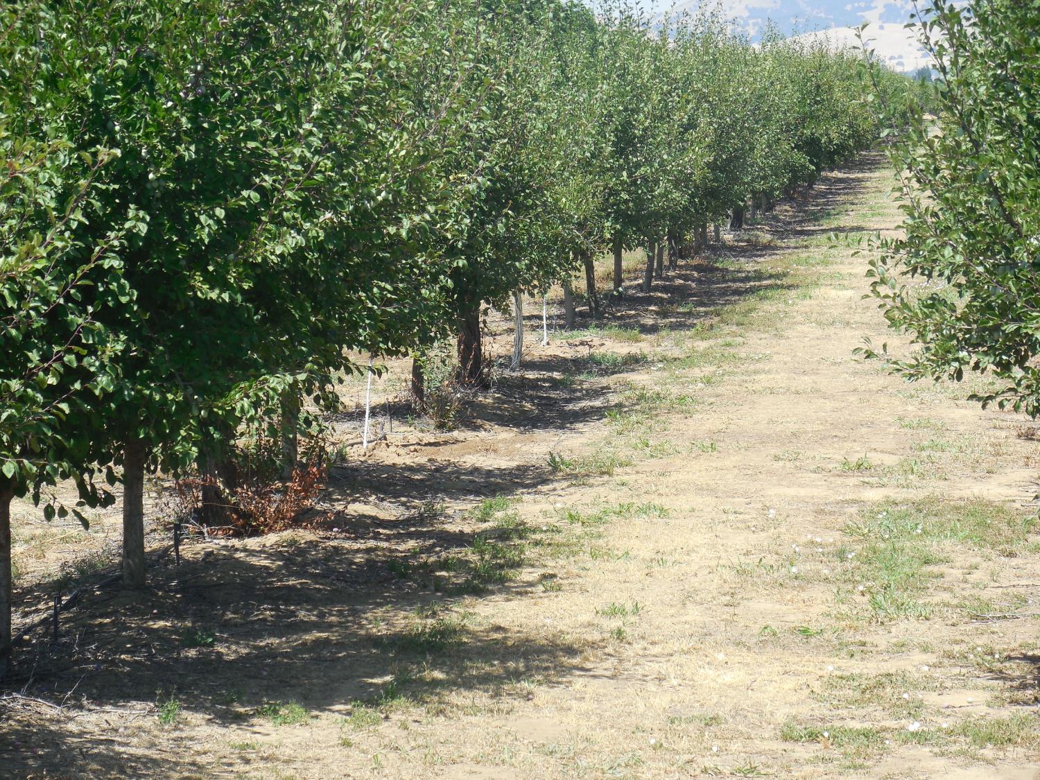 Encinal Road, Live Oak, California image 4