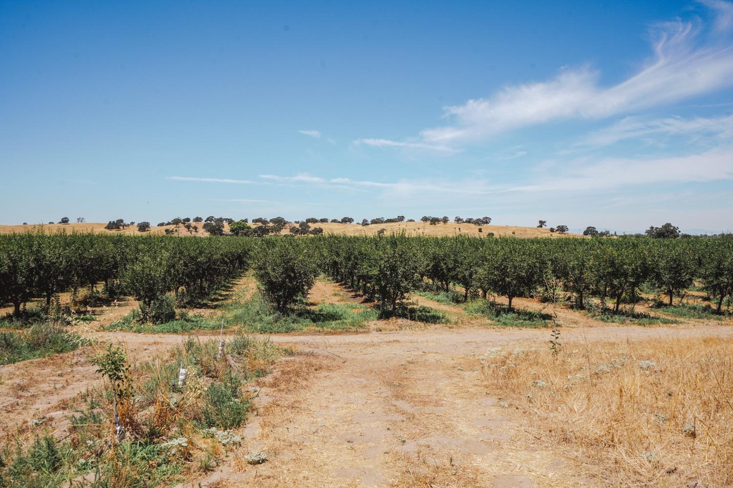 Ingram Lane, Live Oak, California image 15