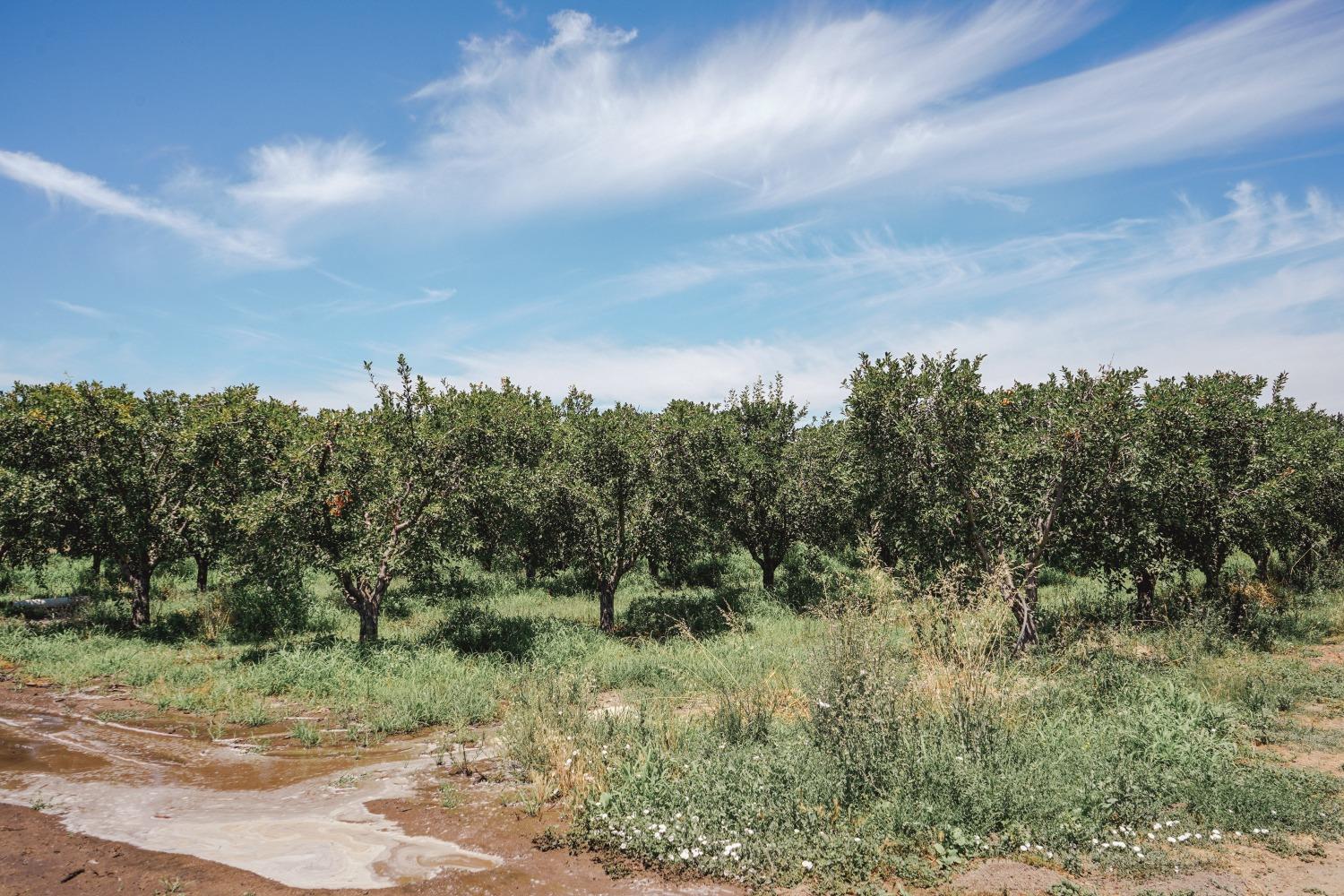 Ingram Lane, Live Oak, California image 8