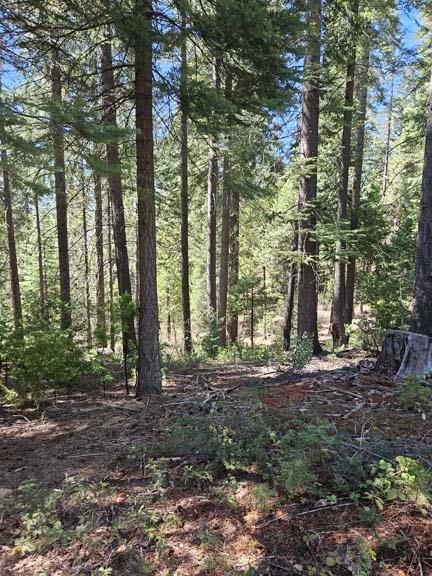 Detail Gallery Image 8 of 23 For 1234 Indian Diggins Rd, Somerset,  CA 95684 - – Beds | – Baths
