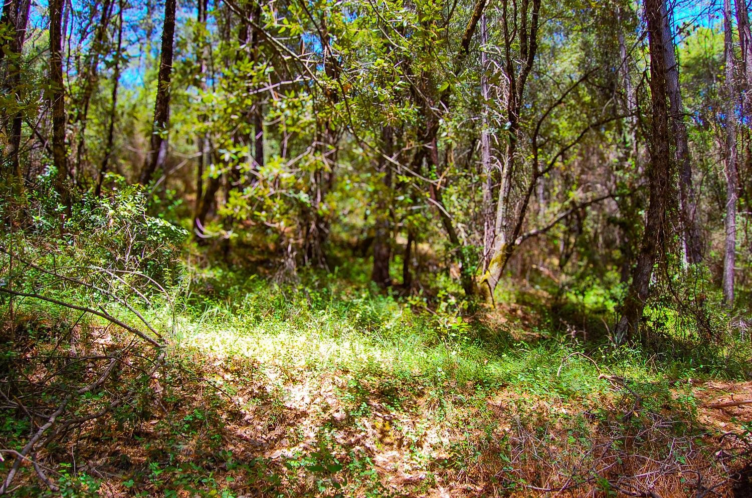 Detail Gallery Image 37 of 46 For 14515 Manzanita Rd, Sutter Creek,  CA 95685 - – Beds | – Baths