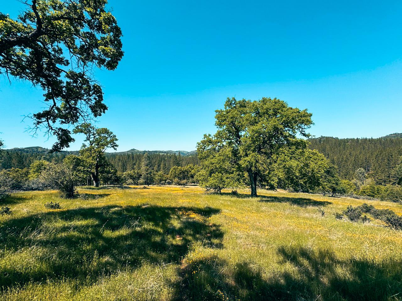 Detail Gallery Image 5 of 30 For 7300 Miller Ranch Rd, Mountain Ranch,  CA 95246 - – Beds | – Baths