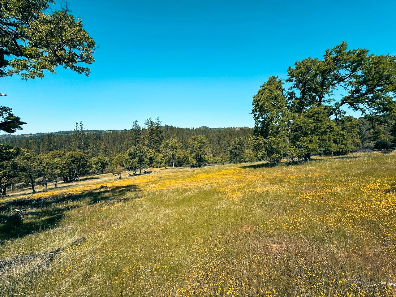 Detail Gallery Image 11 of 30 For 7300 Miller Ranch Rd, Mountain Ranch,  CA 95246 - – Beds | – Baths