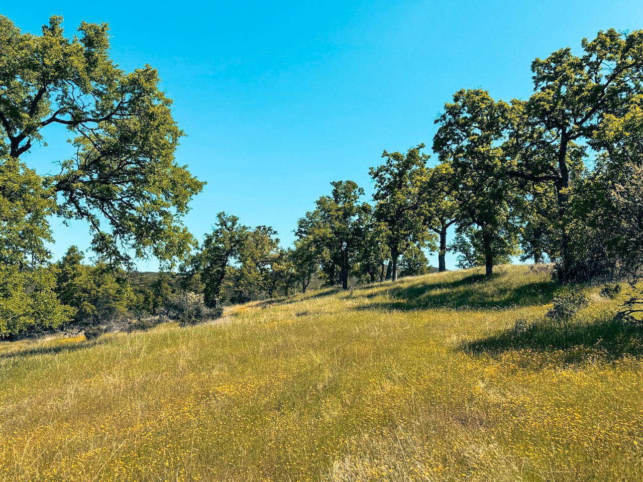 Detail Gallery Image 4 of 30 For 7300 Miller Ranch Rd, Mountain Ranch,  CA 95246 - – Beds | – Baths