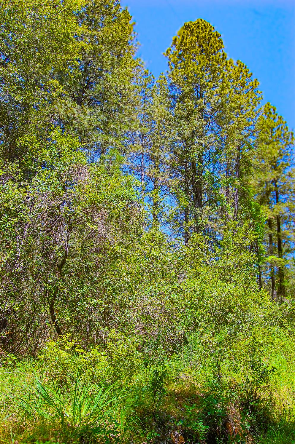 Detail Gallery Image 43 of 46 For 14515 Manzanita Rd, Sutter Creek,  CA 95685 - – Beds | – Baths