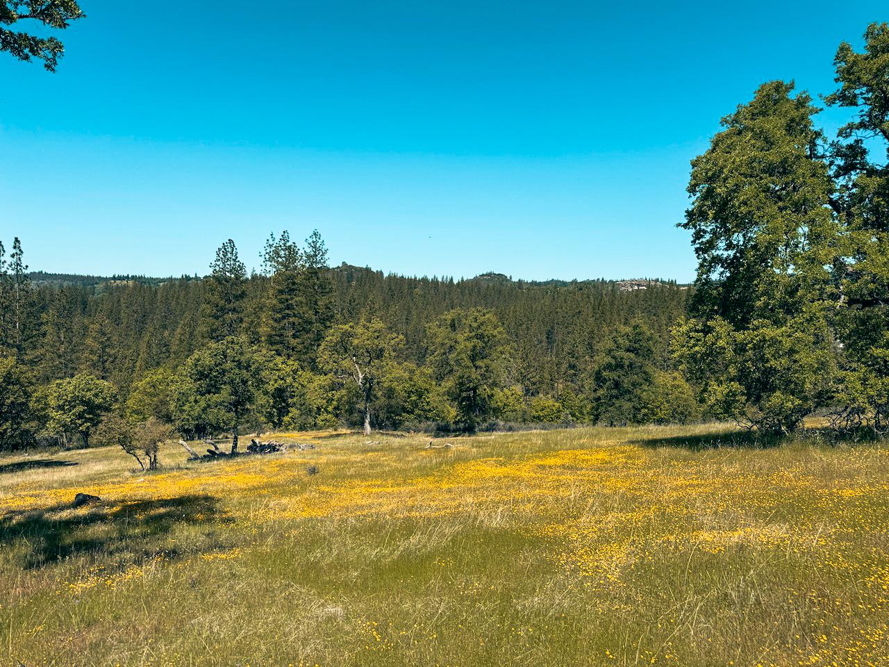 Detail Gallery Image 21 of 30 For 7300 Miller Ranch Rd, Mountain Ranch,  CA 95246 - – Beds | – Baths