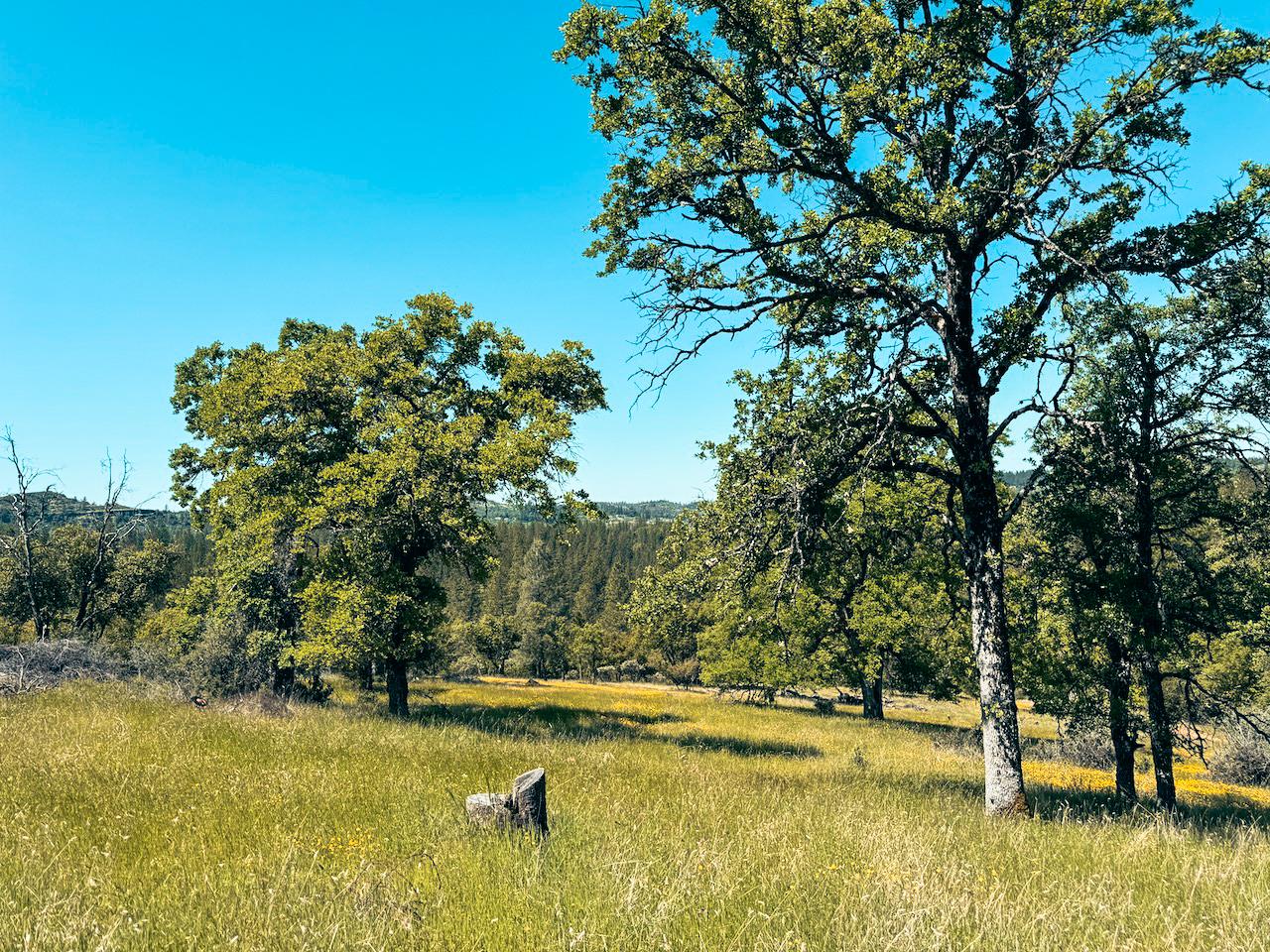 Detail Gallery Image 6 of 30 For 7300 Miller Ranch Rd, Mountain Ranch,  CA 95246 - – Beds | – Baths