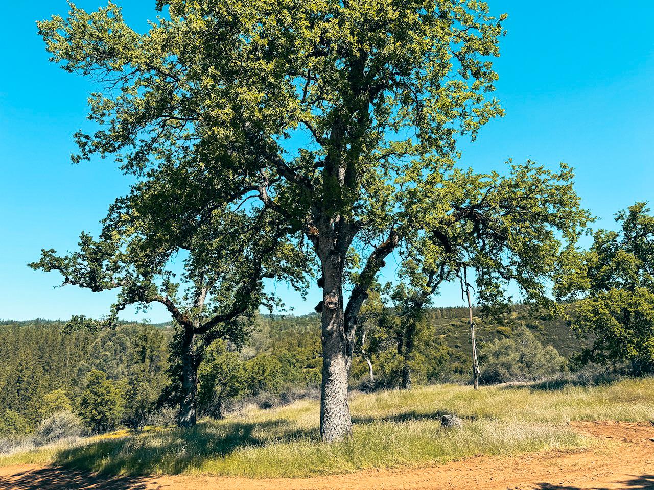 Detail Gallery Image 9 of 30 For 7300 Miller Ranch Rd, Mountain Ranch,  CA 95246 - – Beds | – Baths