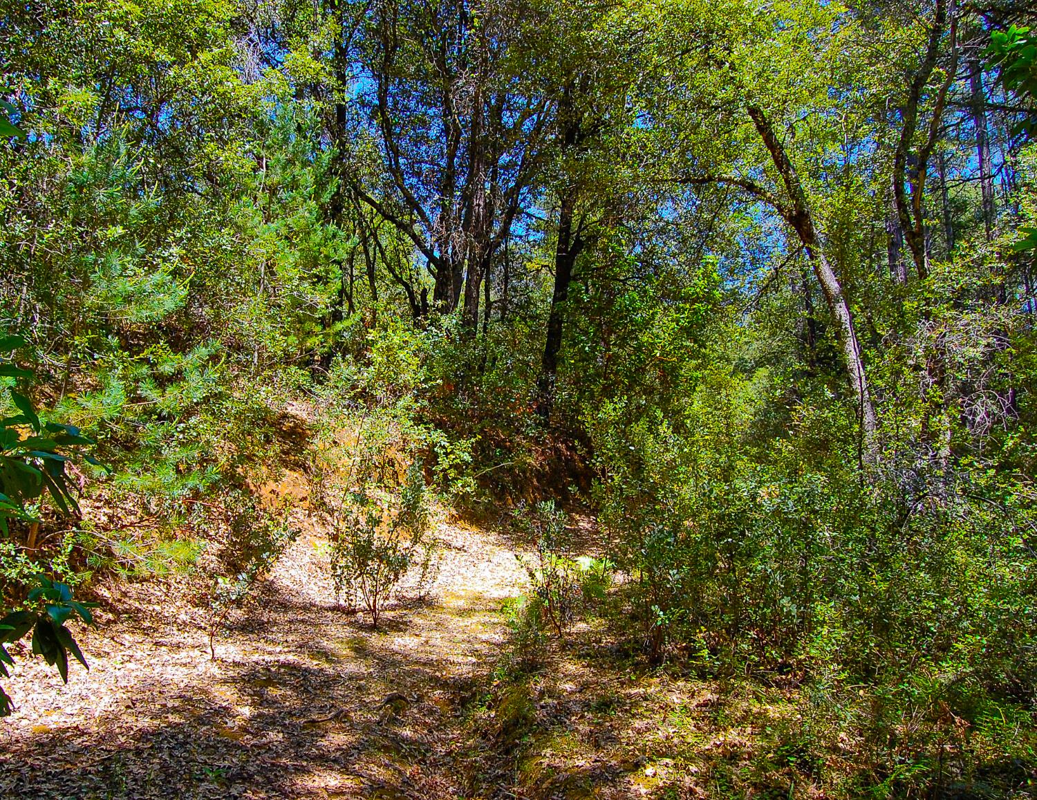 Detail Gallery Image 9 of 46 For 14515 Manzanita Rd, Sutter Creek,  CA 95685 - – Beds | – Baths