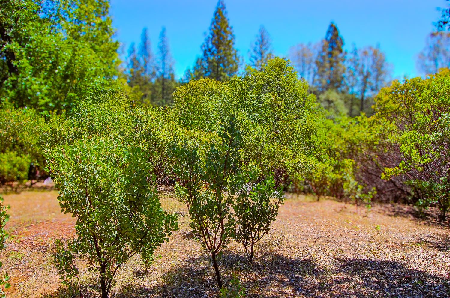 Detail Gallery Image 21 of 46 For 14515 Manzanita Rd, Sutter Creek,  CA 95685 - – Beds | – Baths