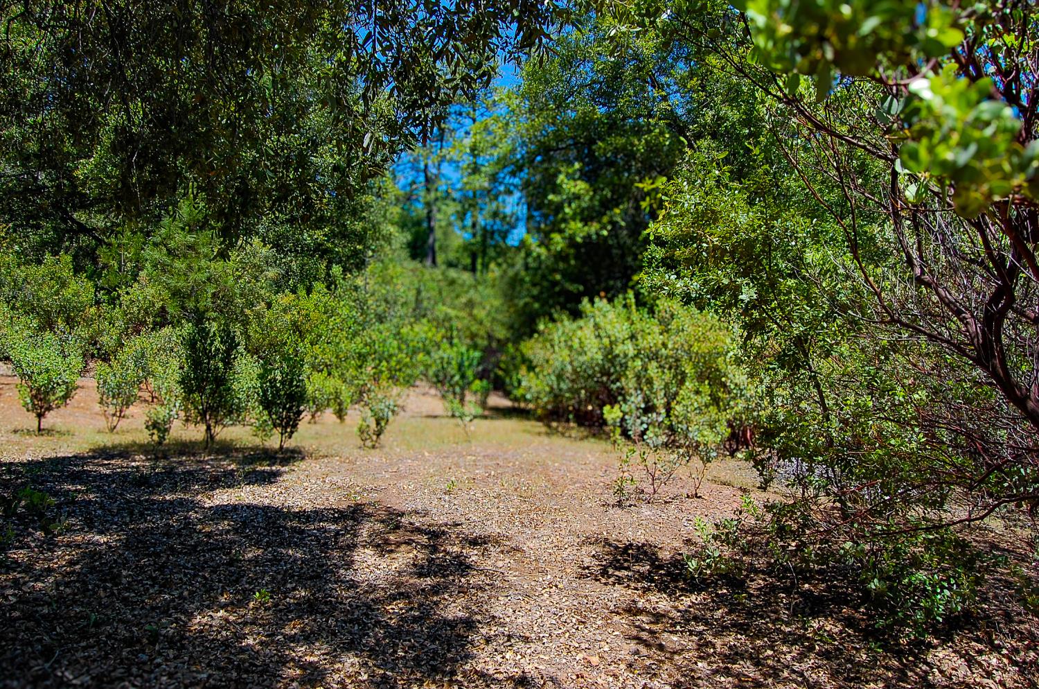 Detail Gallery Image 18 of 46 For 14515 Manzanita Rd, Sutter Creek,  CA 95685 - – Beds | – Baths