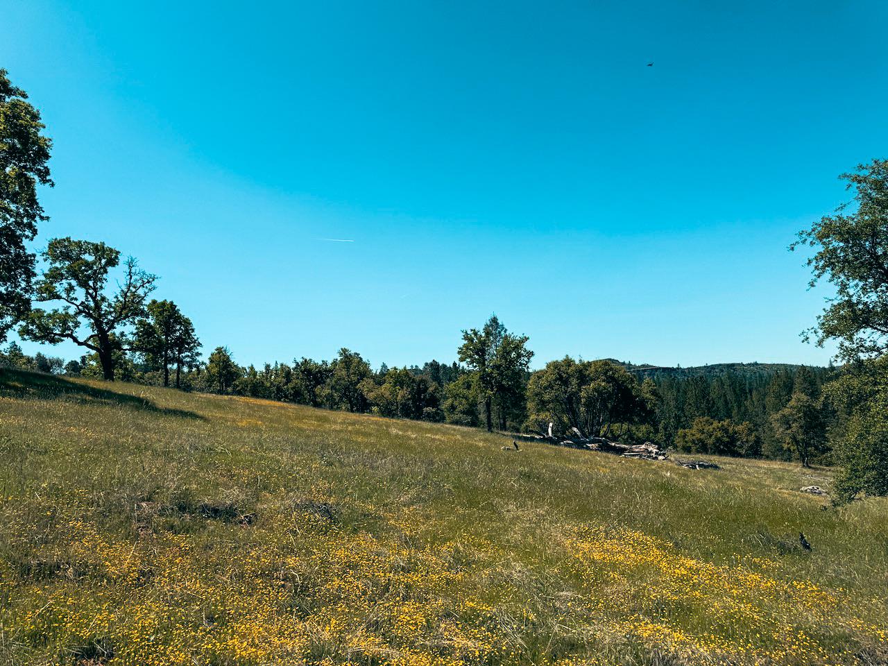 Detail Gallery Image 14 of 30 For 7300 Miller Ranch Rd, Mountain Ranch,  CA 95246 - – Beds | – Baths