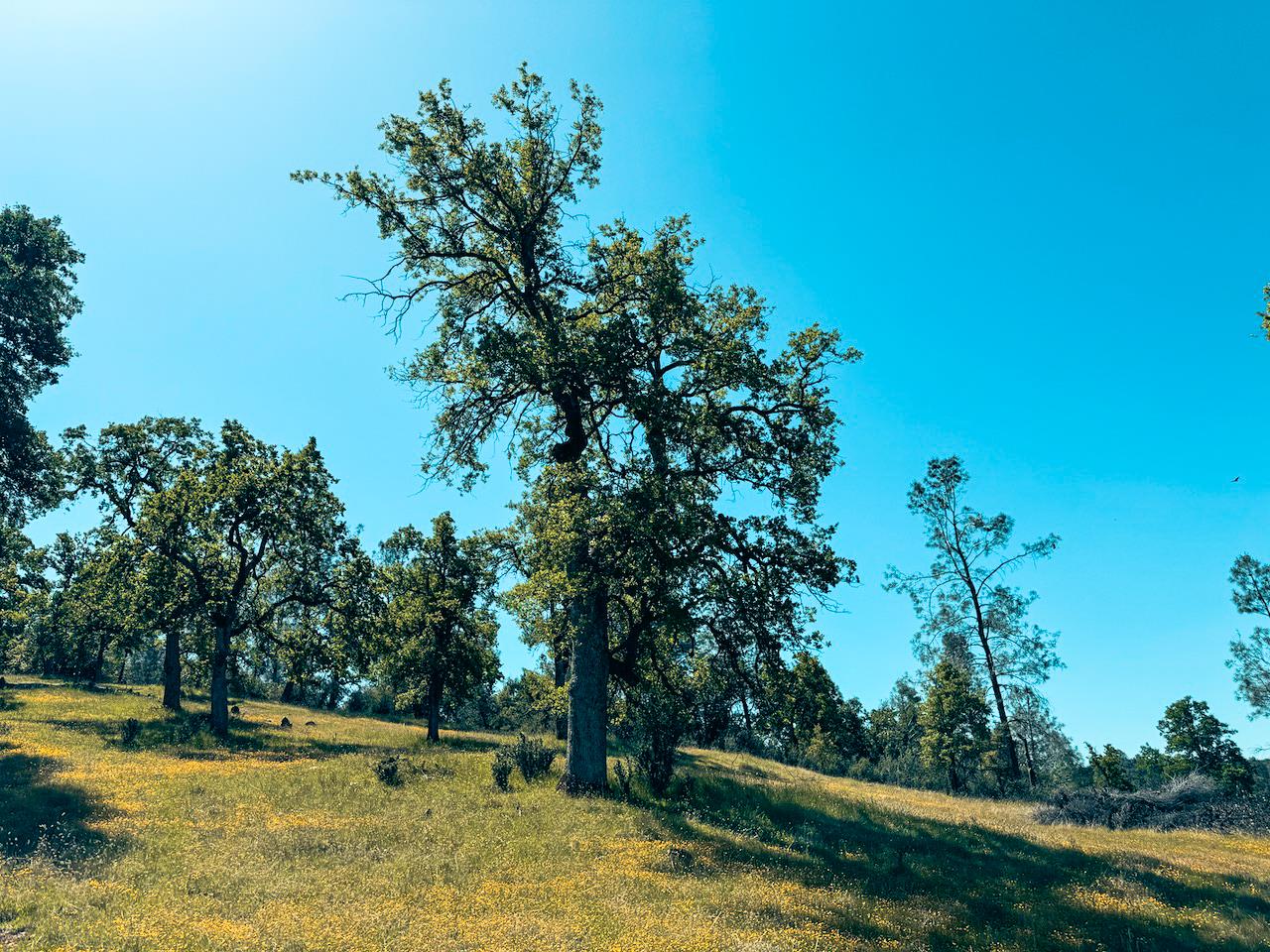 Detail Gallery Image 7 of 30 For 7300 Miller Ranch Rd, Mountain Ranch,  CA 95246 - – Beds | – Baths