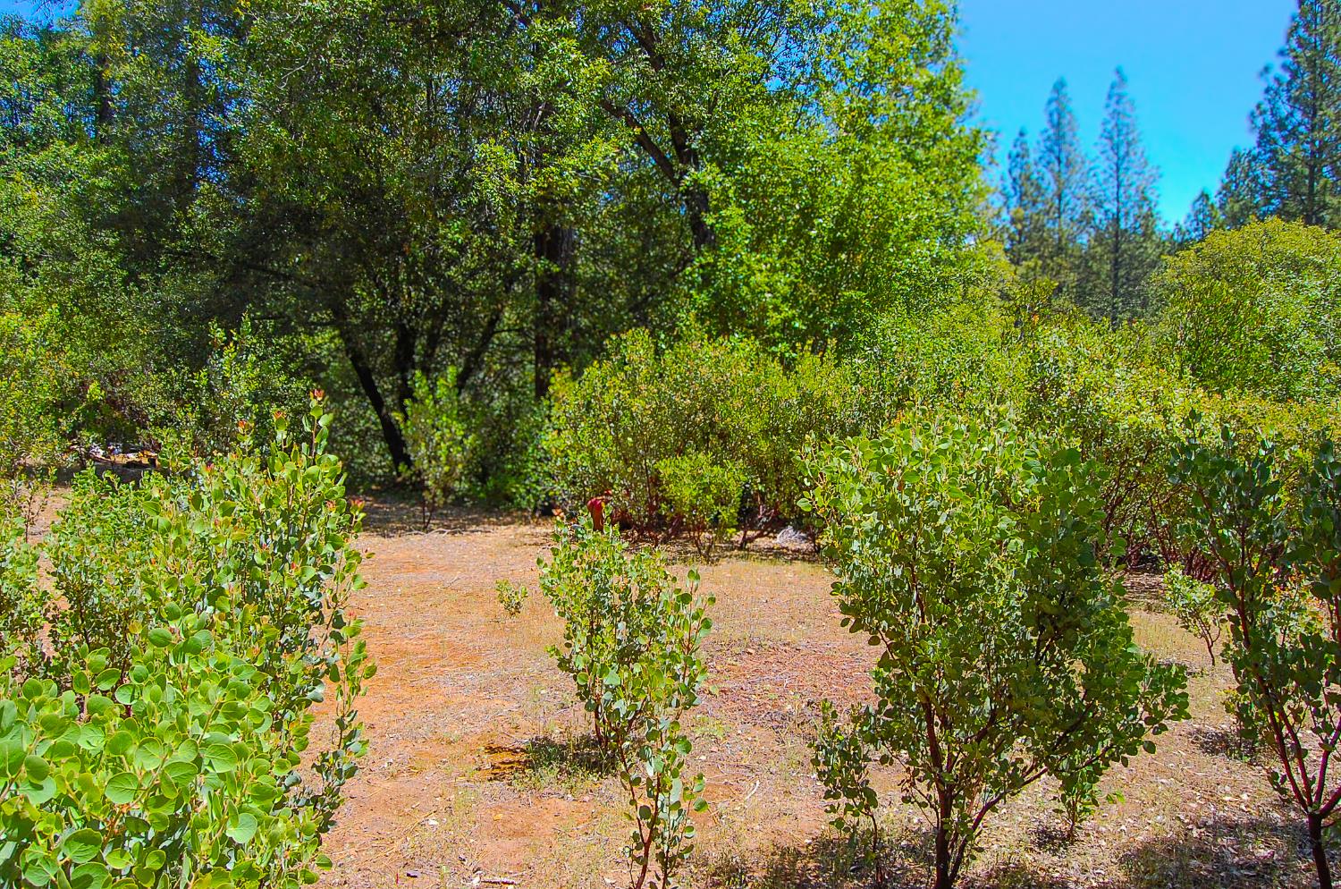 Detail Gallery Image 20 of 46 For 14515 Manzanita Rd, Sutter Creek,  CA 95685 - – Beds | – Baths