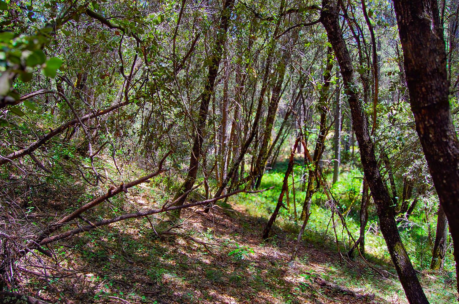 Detail Gallery Image 25 of 46 For 14515 Manzanita Rd, Sutter Creek,  CA 95685 - – Beds | – Baths