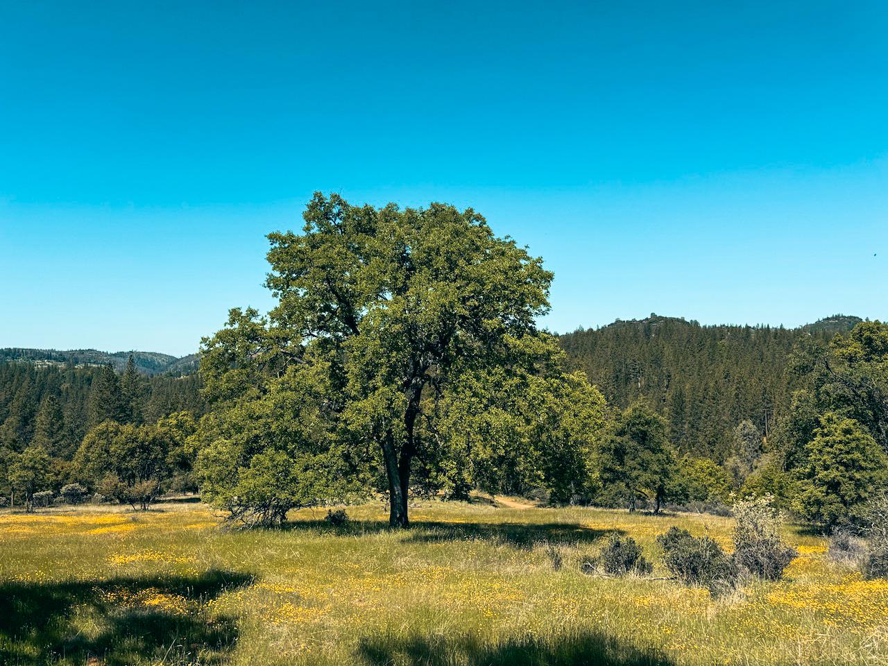 Detail Gallery Image 10 of 30 For 7300 Miller Ranch Rd, Mountain Ranch,  CA 95246 - – Beds | – Baths