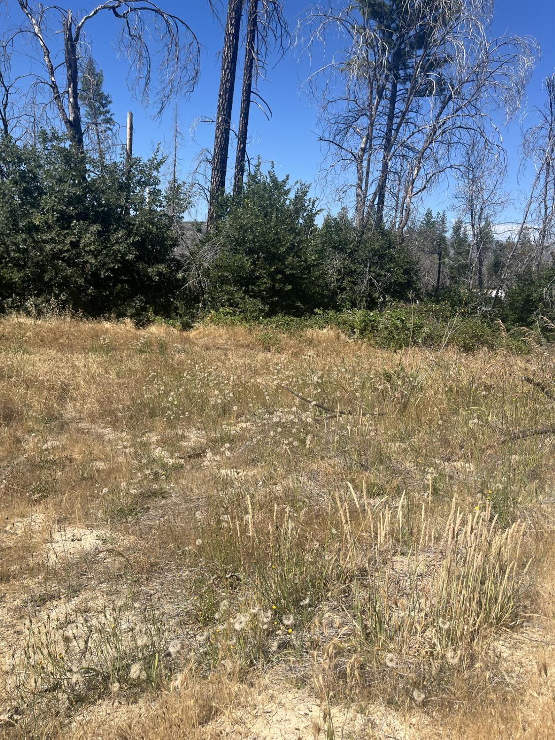 Detail Gallery Image 2 of 2 For 130 Simpson Ranch Rd, Berry Creek,  CA 95916 - – Beds | – Baths