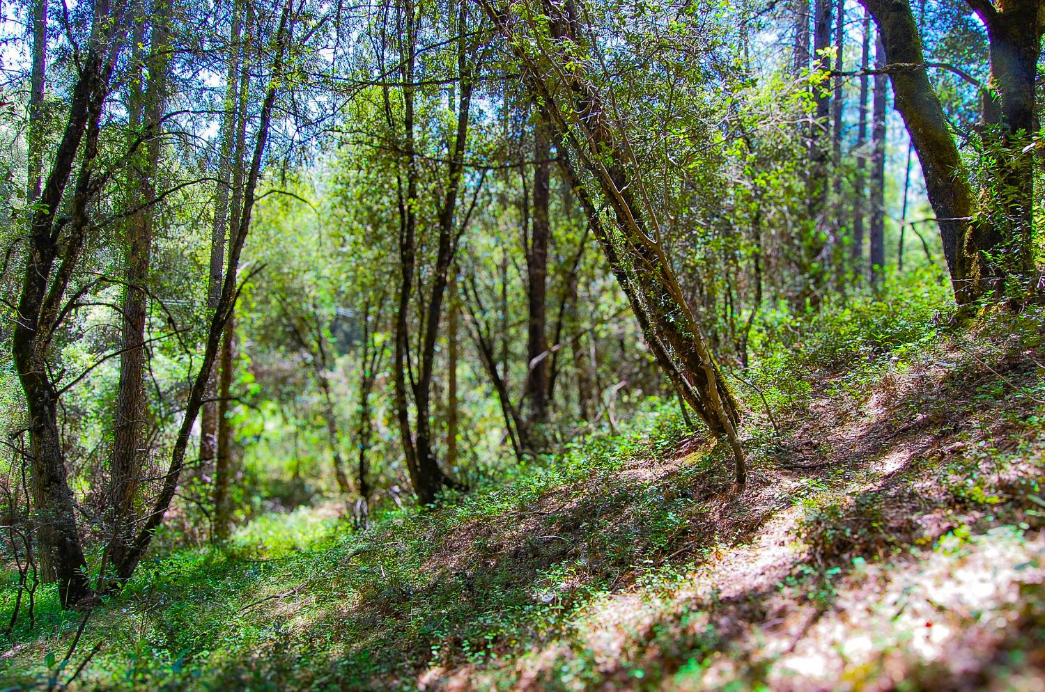 Detail Gallery Image 26 of 46 For 14515 Manzanita Rd, Sutter Creek,  CA 95685 - – Beds | – Baths