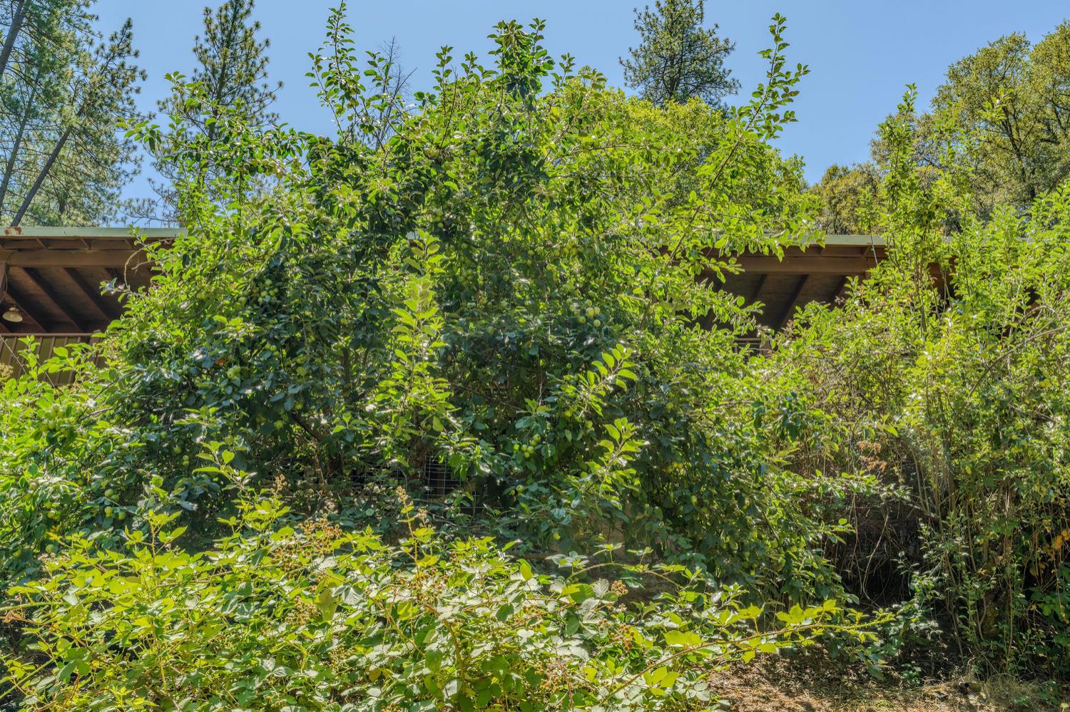 Detail Gallery Image 51 of 80 For 16000 Sutter Creek Rd, Sutter Creek,  CA 95685 - 3 Beds | 2 Baths