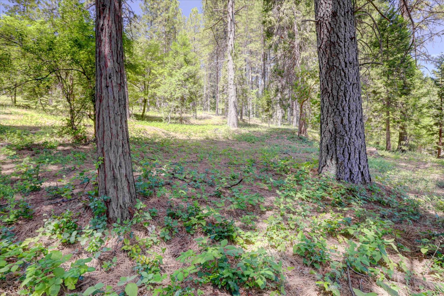 Detail Gallery Image 18 of 44 For 262 W Olympia Dr, Grass Valley,  CA 95945 - – Beds | – Baths