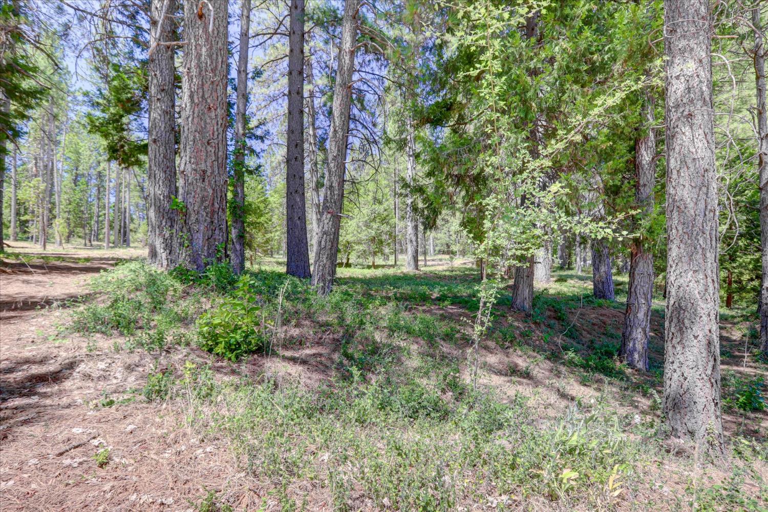 Detail Gallery Image 14 of 44 For 262 W Olympia Dr, Grass Valley,  CA 95945 - – Beds | – Baths