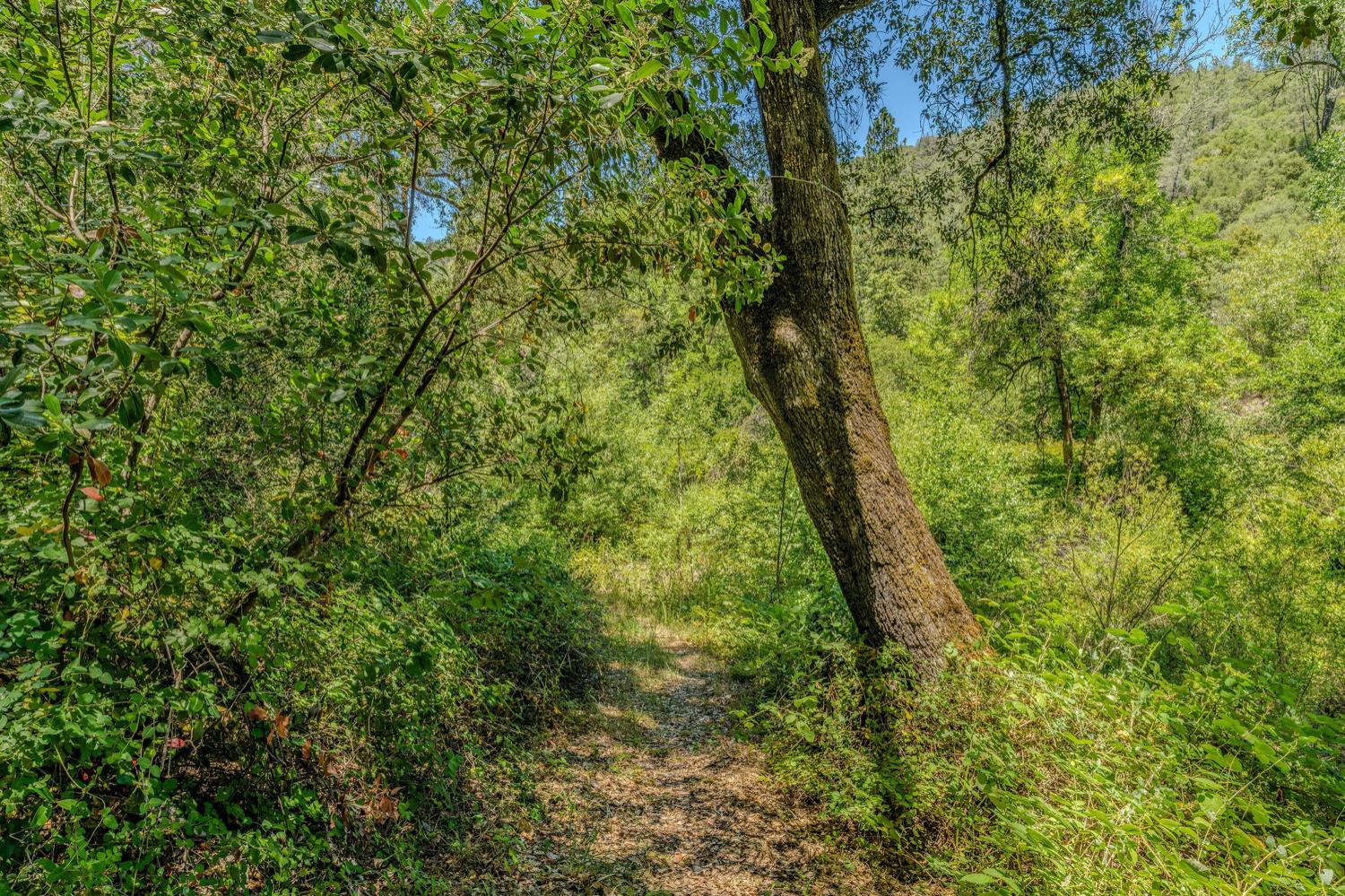 Detail Gallery Image 62 of 80 For 16000 Sutter Creek Rd, Sutter Creek,  CA 95685 - 3 Beds | 2 Baths