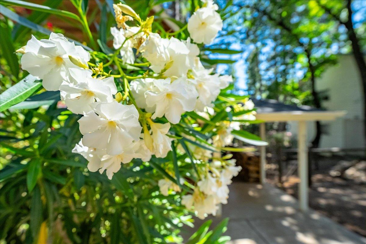 Detail Gallery Image 62 of 65 For 4036 Valley Vista Dr, Camino,  CA 95709 - 4 Beds | 2/1 Baths