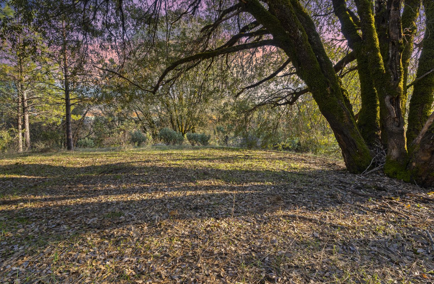 Detail Gallery Image 38 of 87 For 15528 Ca-49, Camptonville,  CA 95922 - 1 Beds | 2 Baths