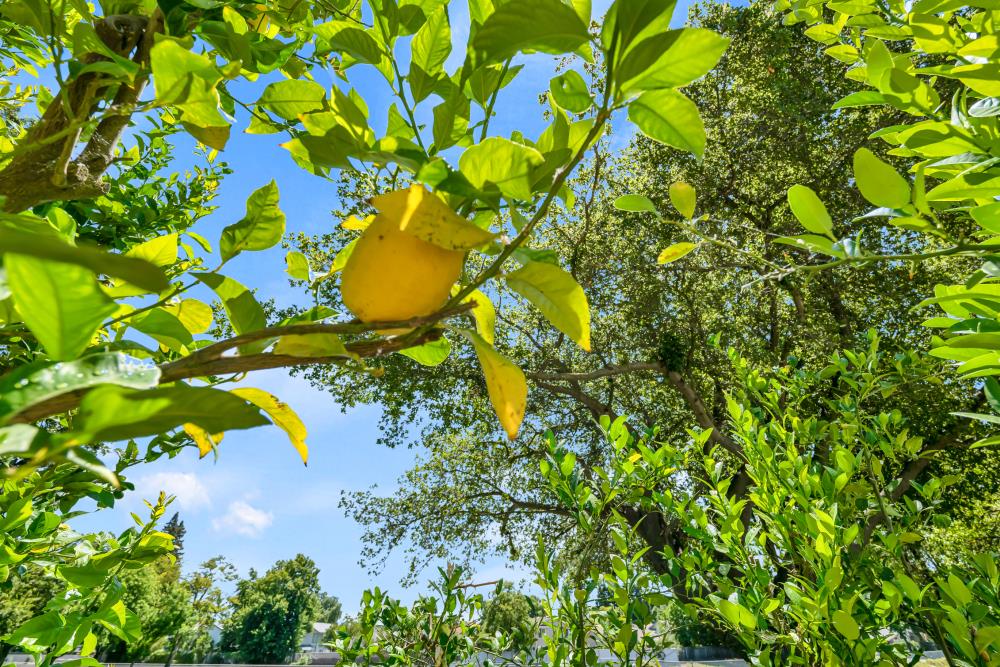 Detail Gallery Image 38 of 59 For 7527 Island Way, Sacramento,  CA 95831 - 3 Beds | 2 Baths