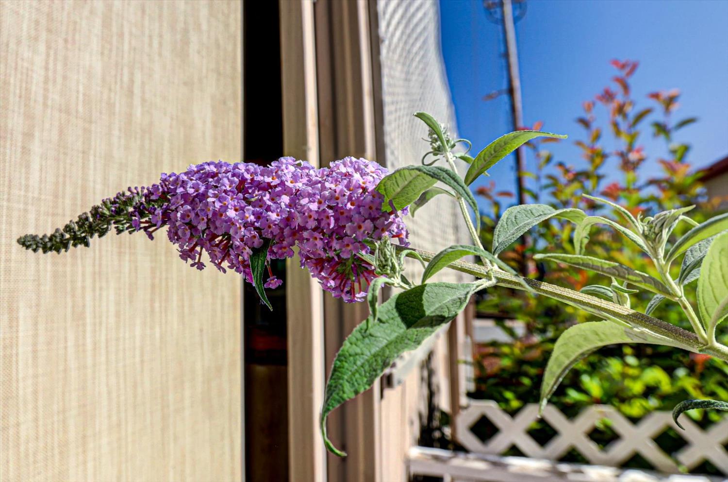 Detail Gallery Image 50 of 68 For 10046 Dalewood Way, Grass Valley,  CA 95949 - 2 Beds | 2 Baths