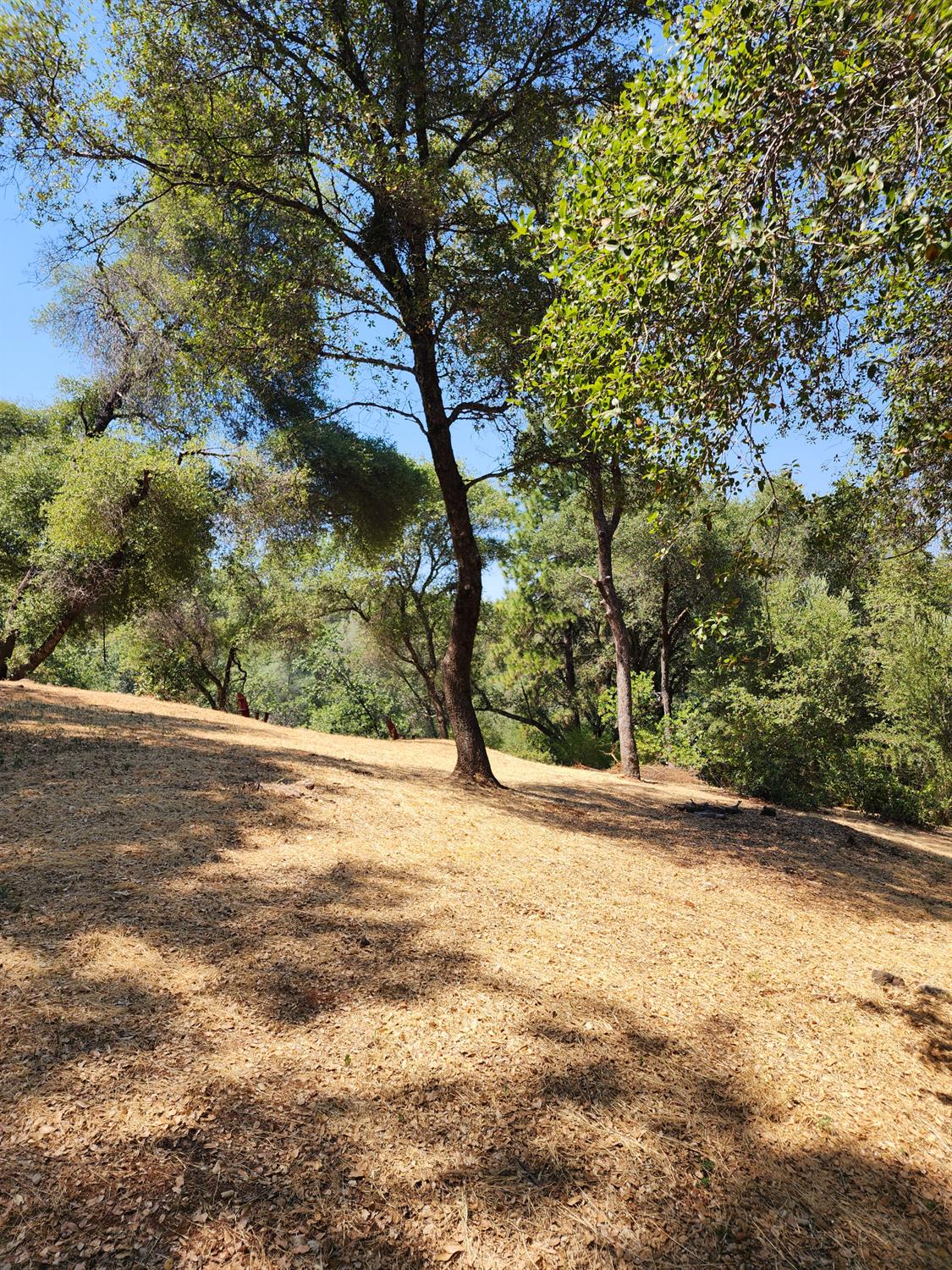 Detail Gallery Image 9 of 15 For 681 Foresthill Ave, Auburn,  CA 95603 - – Beds | – Baths
