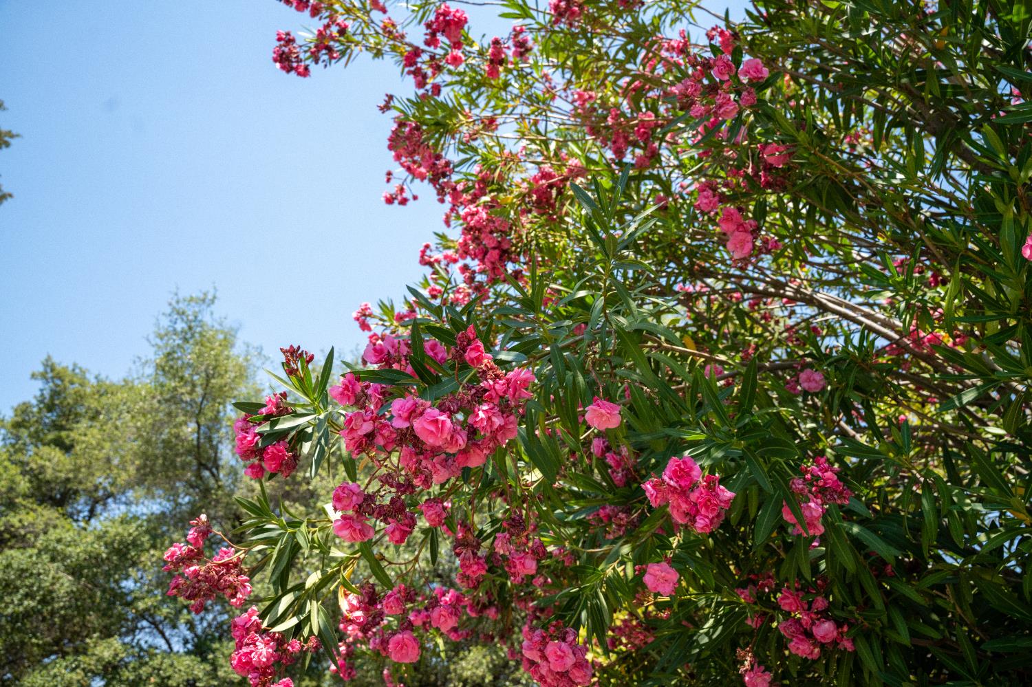 Detail Gallery Image 36 of 36 For 3406 Bristol Ct, Cameron Park,  CA 95682 - 3 Beds | 2/1 Baths