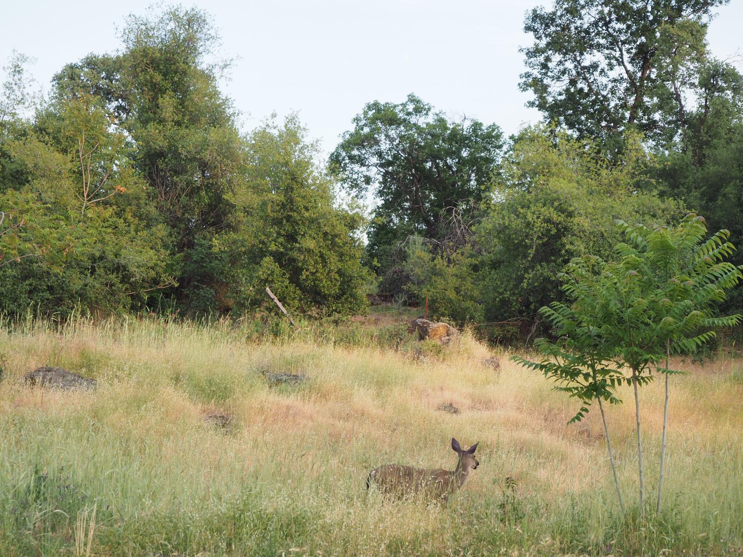 Detail Gallery Image 3 of 14 For 21705 S Powerhouse Rd, Manton,  CA 96059 - 2 Beds | 1 Baths