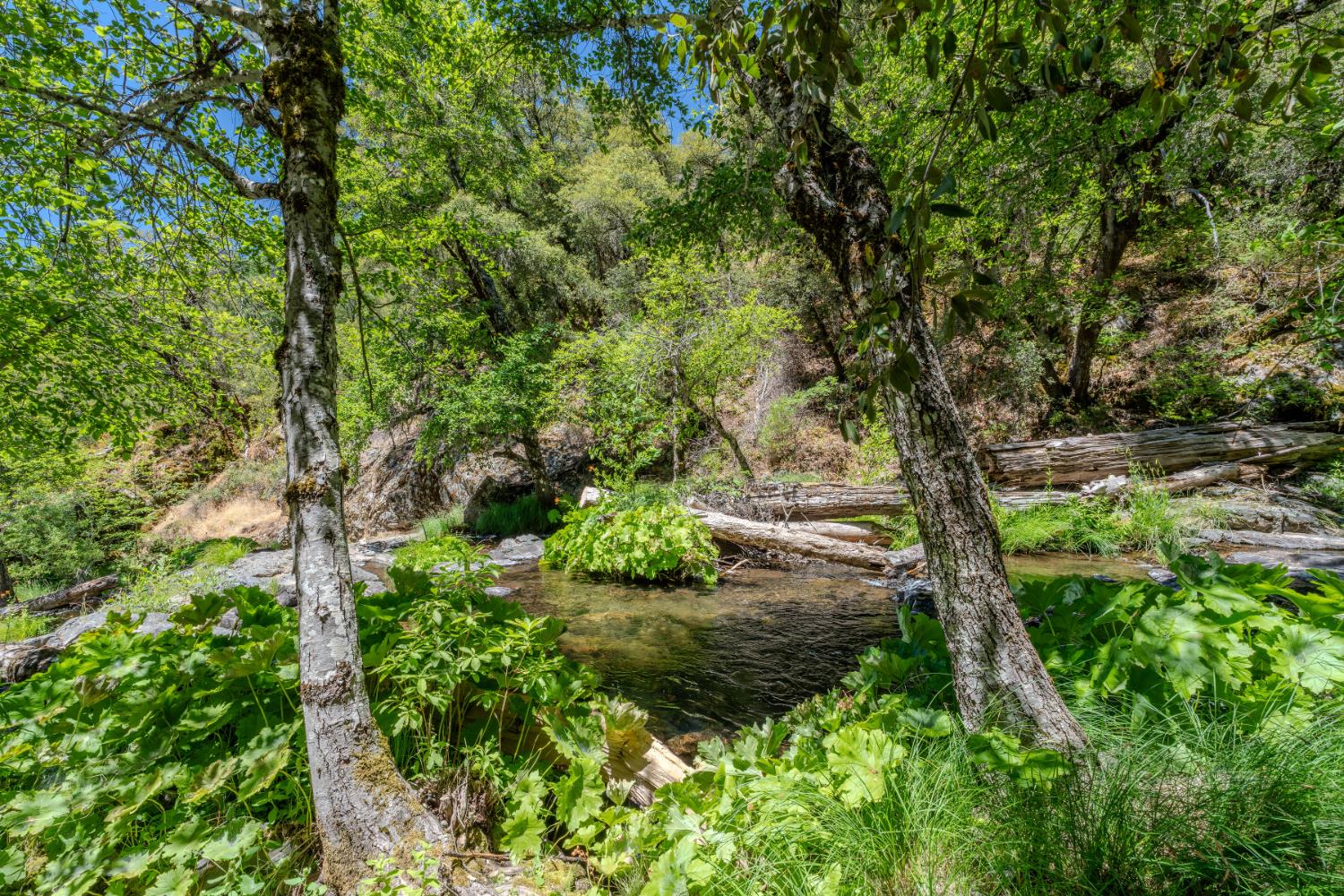 Detail Gallery Image 62 of 91 For 7401 Schaad Rd, Wilseyville,  CA 95257 - 2 Beds | 2 Baths