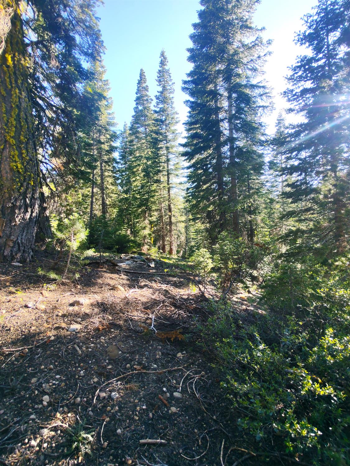 Detail Gallery Image 6 of 30 For 0 Forest 41 Rd, Soda Springs,  CA 95728 - – Beds | – Baths