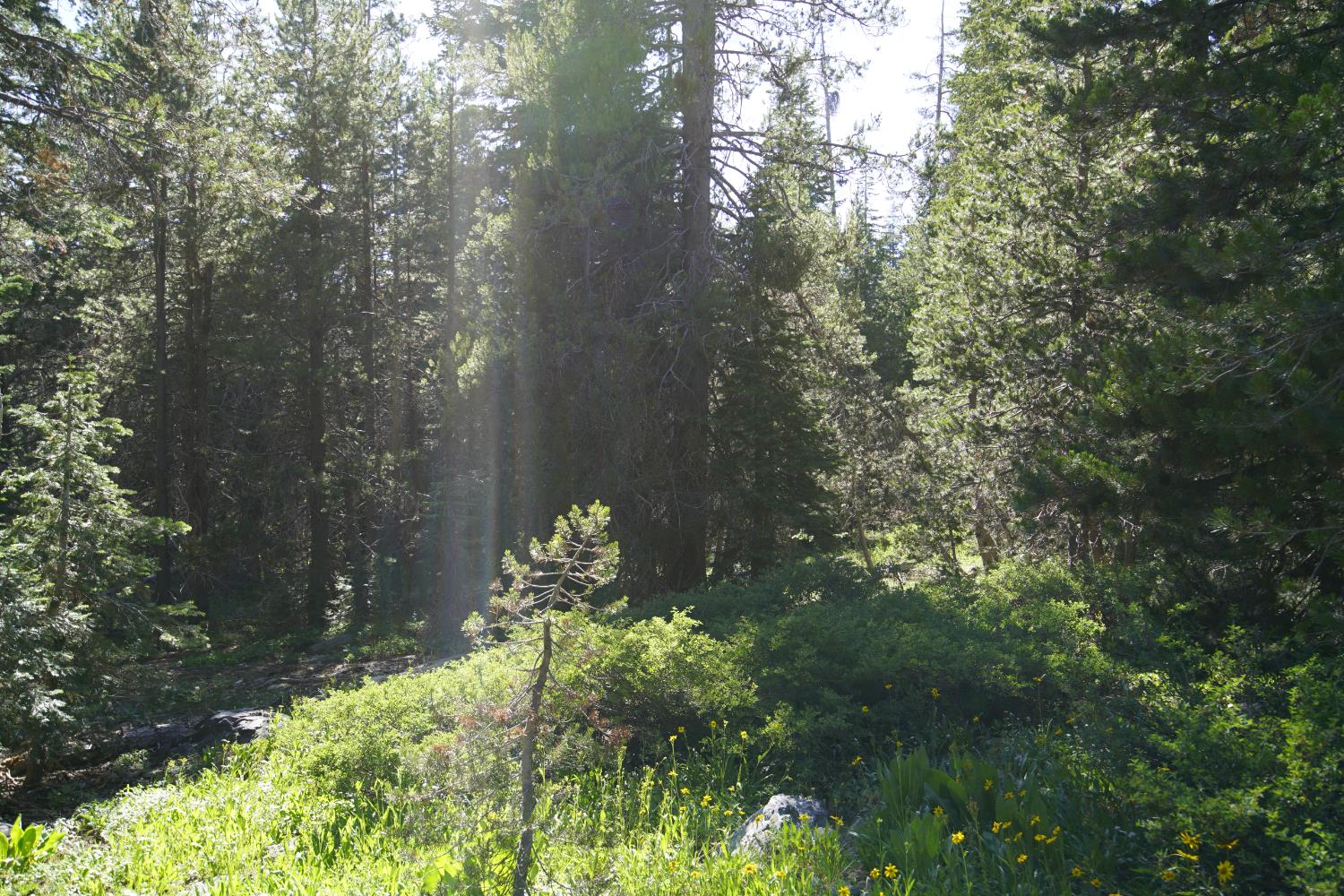 Detail Gallery Image 11 of 30 For 0 Forest 41 Rd, Soda Springs,  CA 95728 - – Beds | – Baths