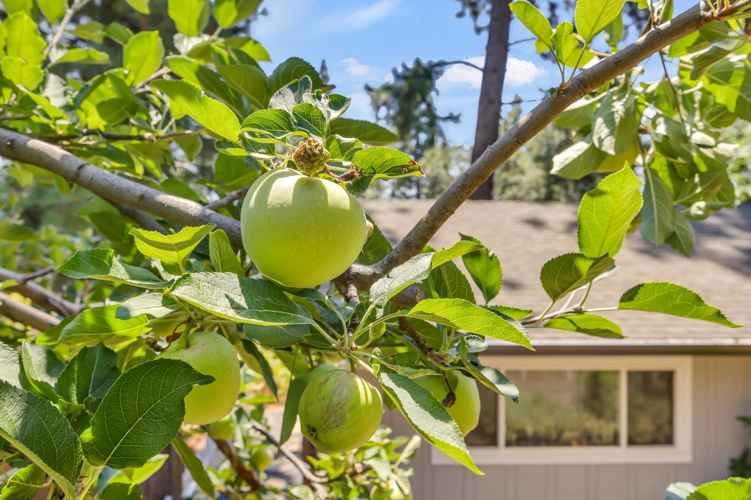 Detail Gallery Image 47 of 59 For 3975 Valley Vista Dr, Camino,  CA 95709 - 3 Beds | 2 Baths