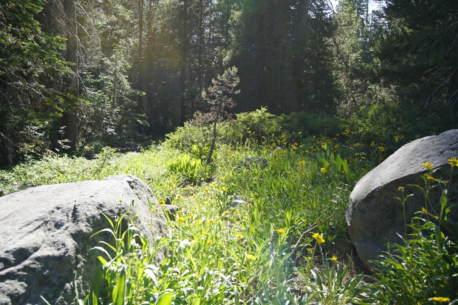 Detail Gallery Image 2 of 30 For 0 Forest 41 Rd, Soda Springs,  CA 95728 - – Beds | – Baths