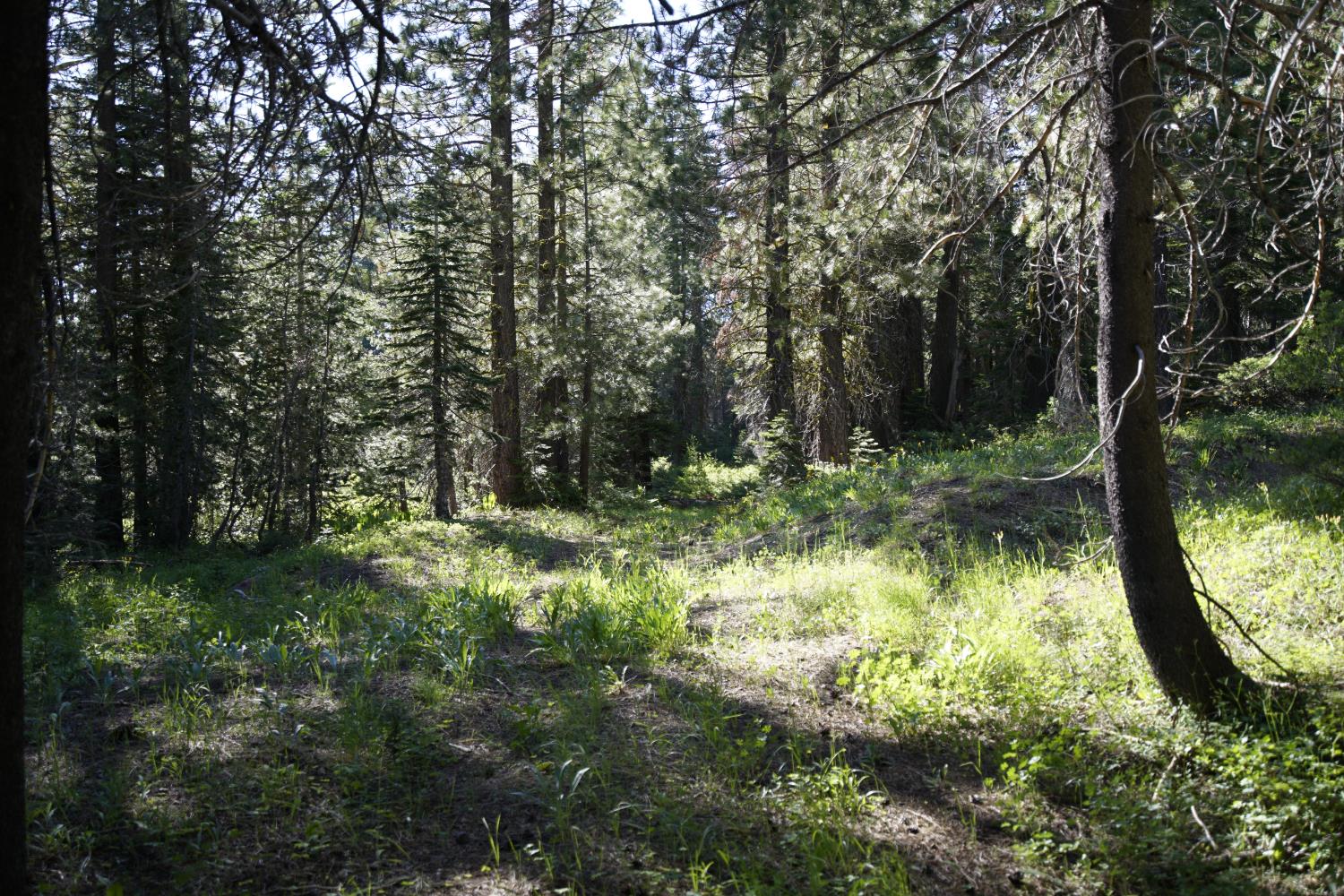 Detail Gallery Image 19 of 30 For 0 Forest 41 Rd, Soda Springs,  CA 95728 - – Beds | – Baths