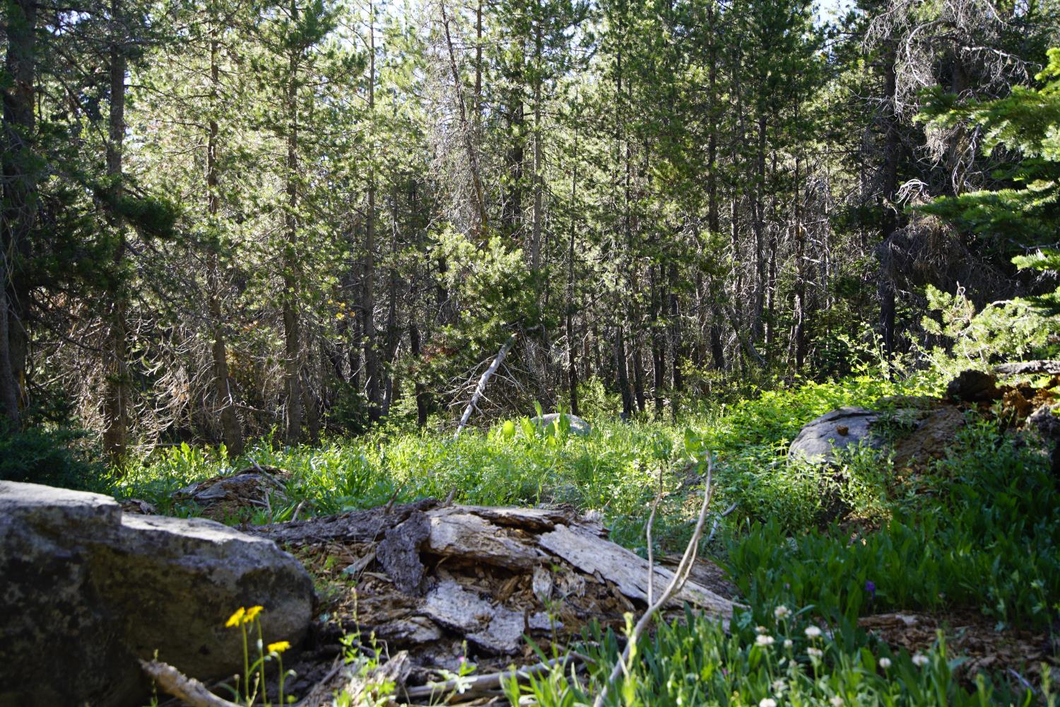 Detail Gallery Image 10 of 30 For 0 Forest 41 Rd, Soda Springs,  CA 95728 - – Beds | – Baths