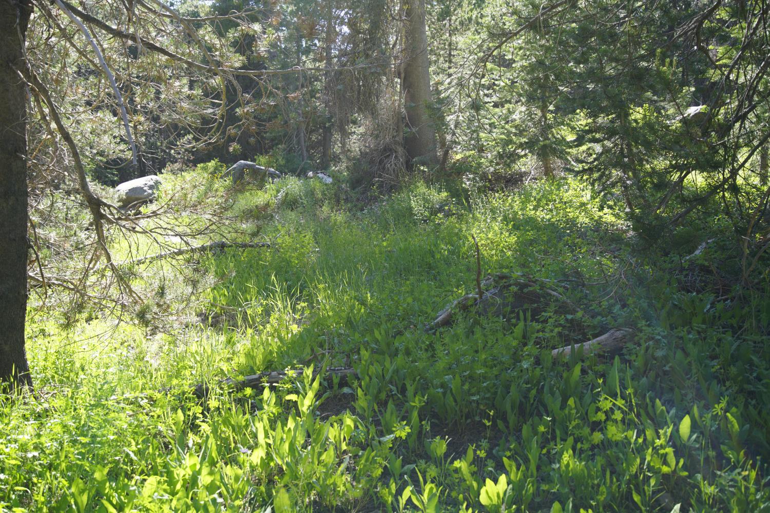 Detail Gallery Image 16 of 30 For 0 Forest 41 Rd, Soda Springs,  CA 95728 - – Beds | – Baths