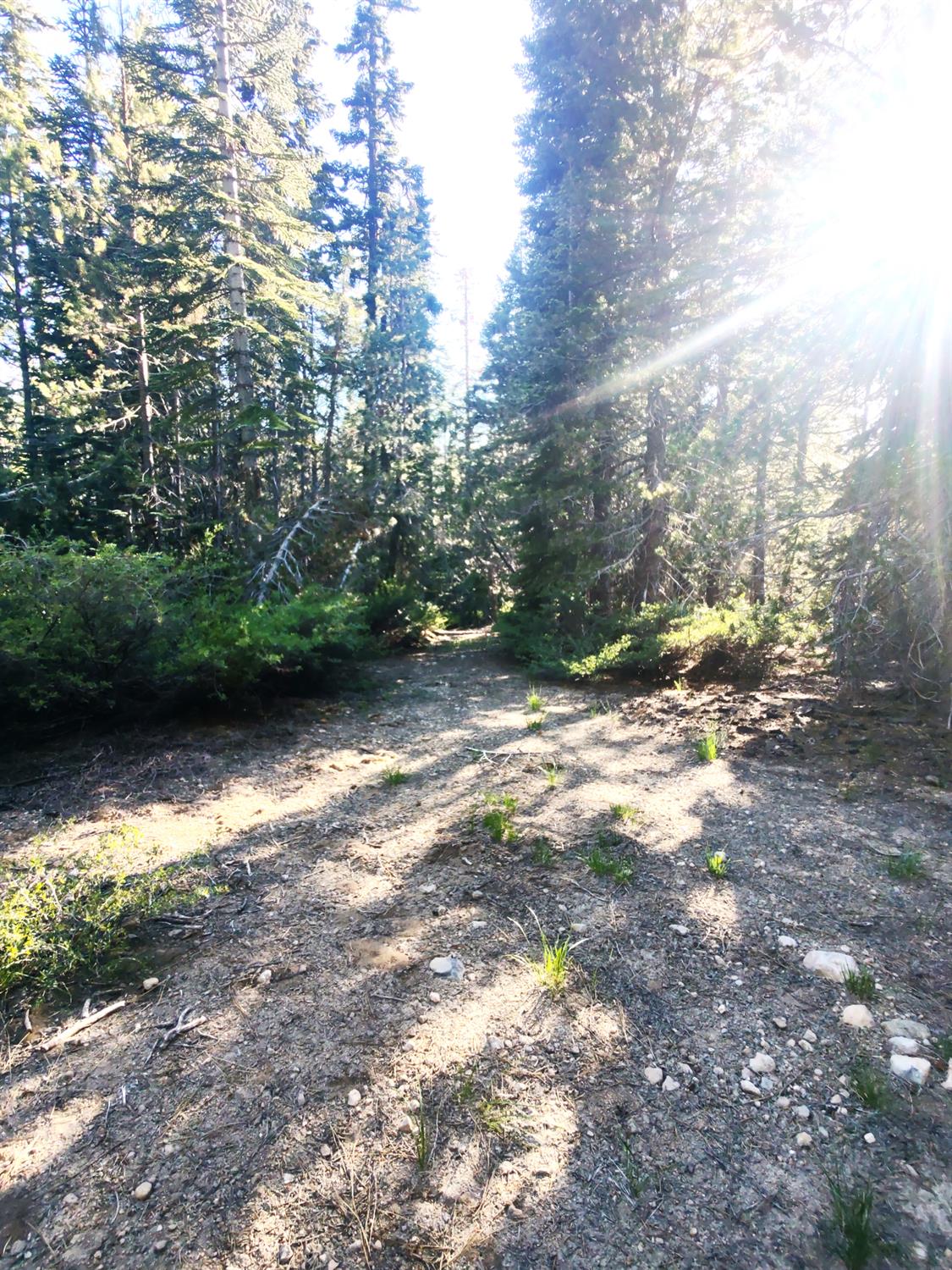 Detail Gallery Image 7 of 30 For 0 Forest 41 Rd, Soda Springs,  CA 95728 - – Beds | – Baths