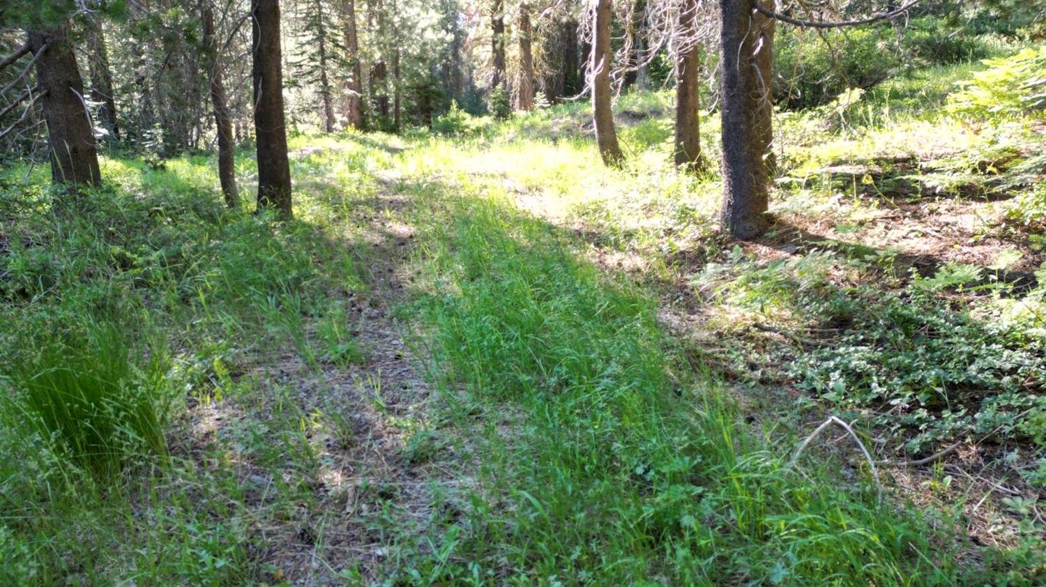 Detail Gallery Image 29 of 30 For 0 Forest 41 Rd, Soda Springs,  CA 95728 - – Beds | – Baths