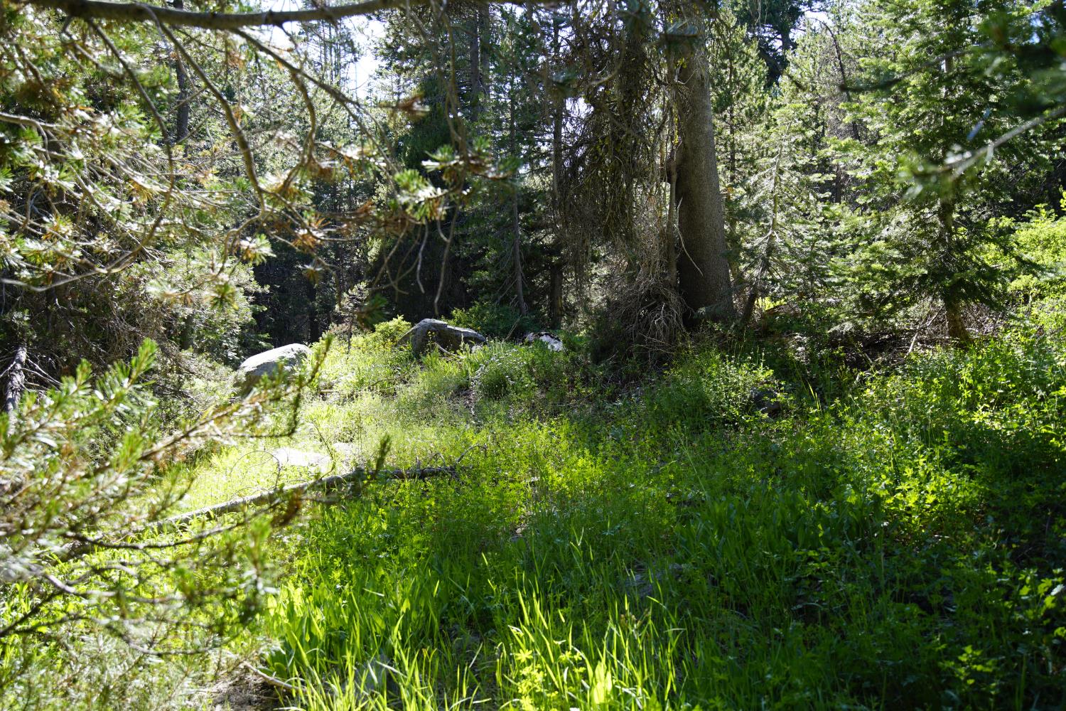 Detail Gallery Image 9 of 30 For 0 Forest 41 Rd, Soda Springs,  CA 95728 - – Beds | – Baths