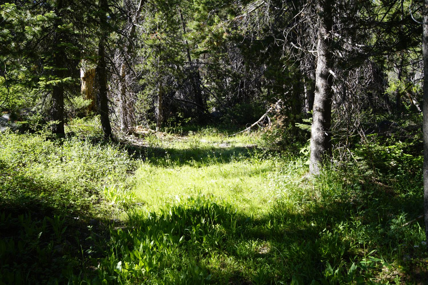 Detail Gallery Image 8 of 30 For 0 Forest 41 Rd, Soda Springs,  CA 95728 - – Beds | – Baths