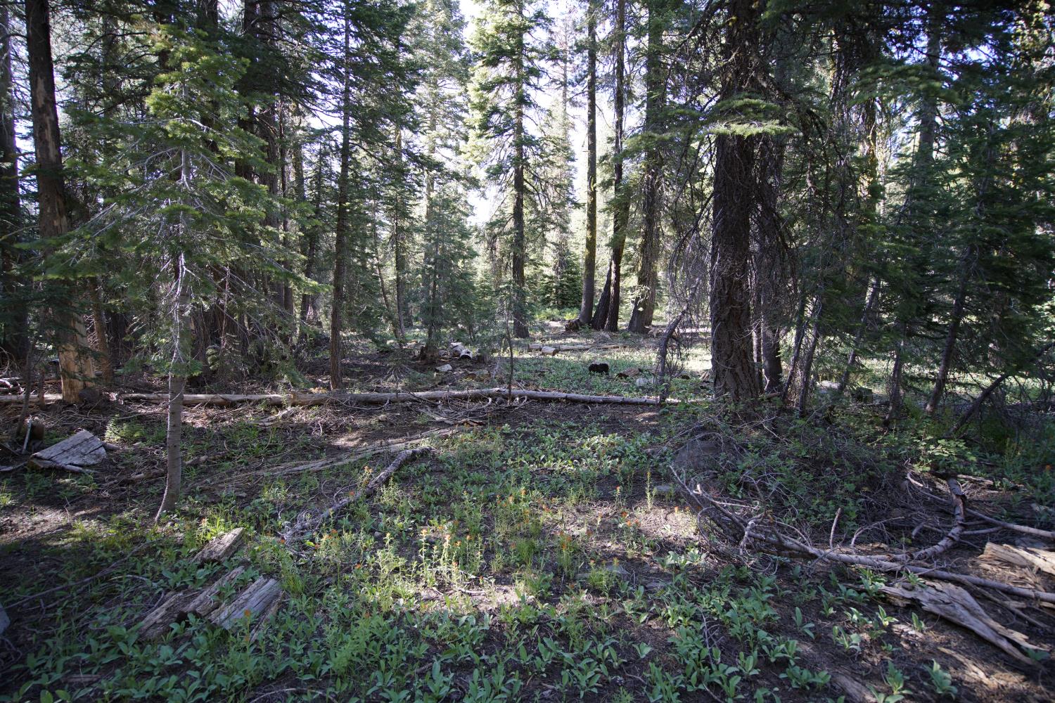 Detail Gallery Image 25 of 30 For 0 Forest 41 Rd, Soda Springs,  CA 95728 - – Beds | – Baths