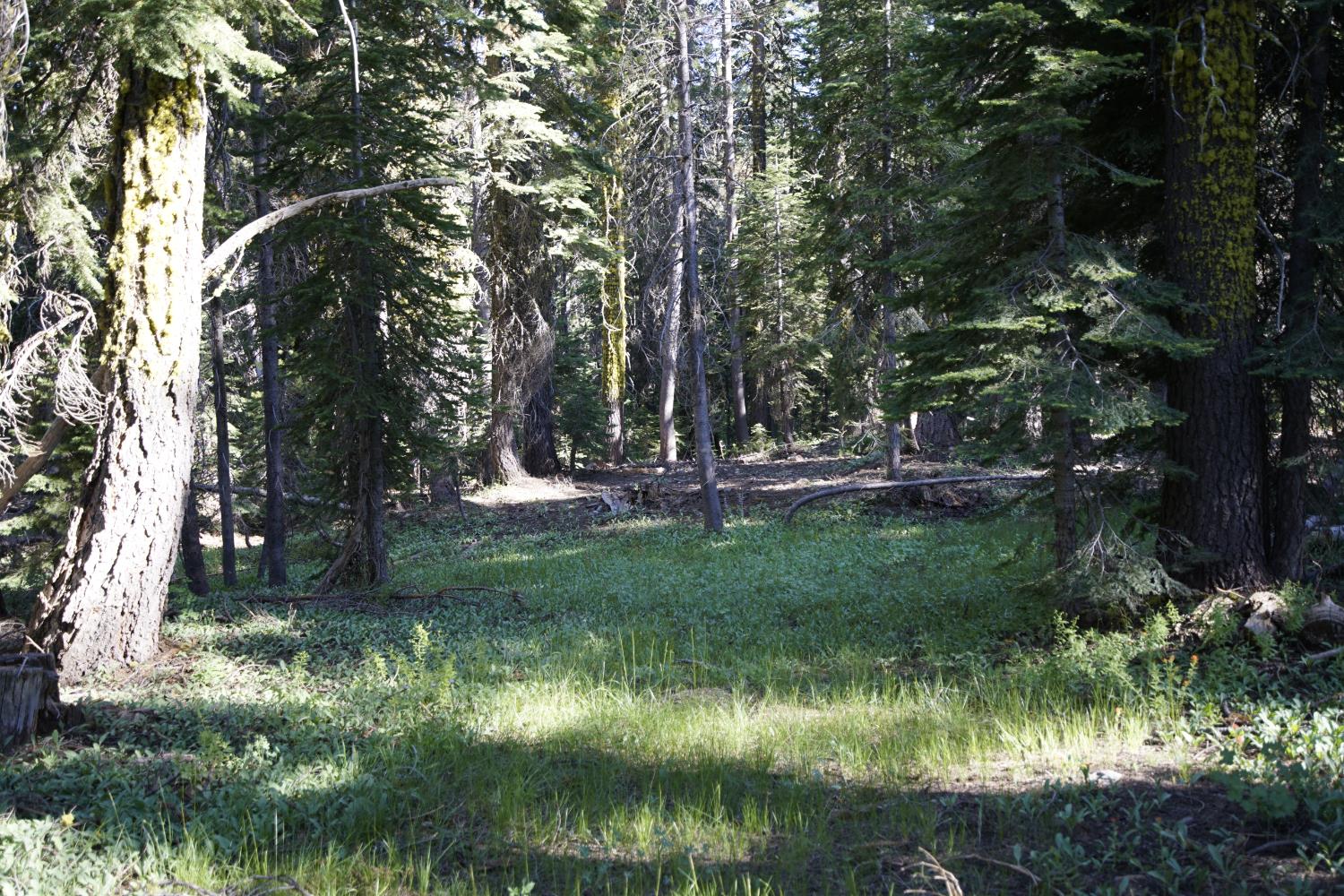 Detail Gallery Image 20 of 30 For 0 Forest 41 Rd, Soda Springs,  CA 95728 - – Beds | – Baths