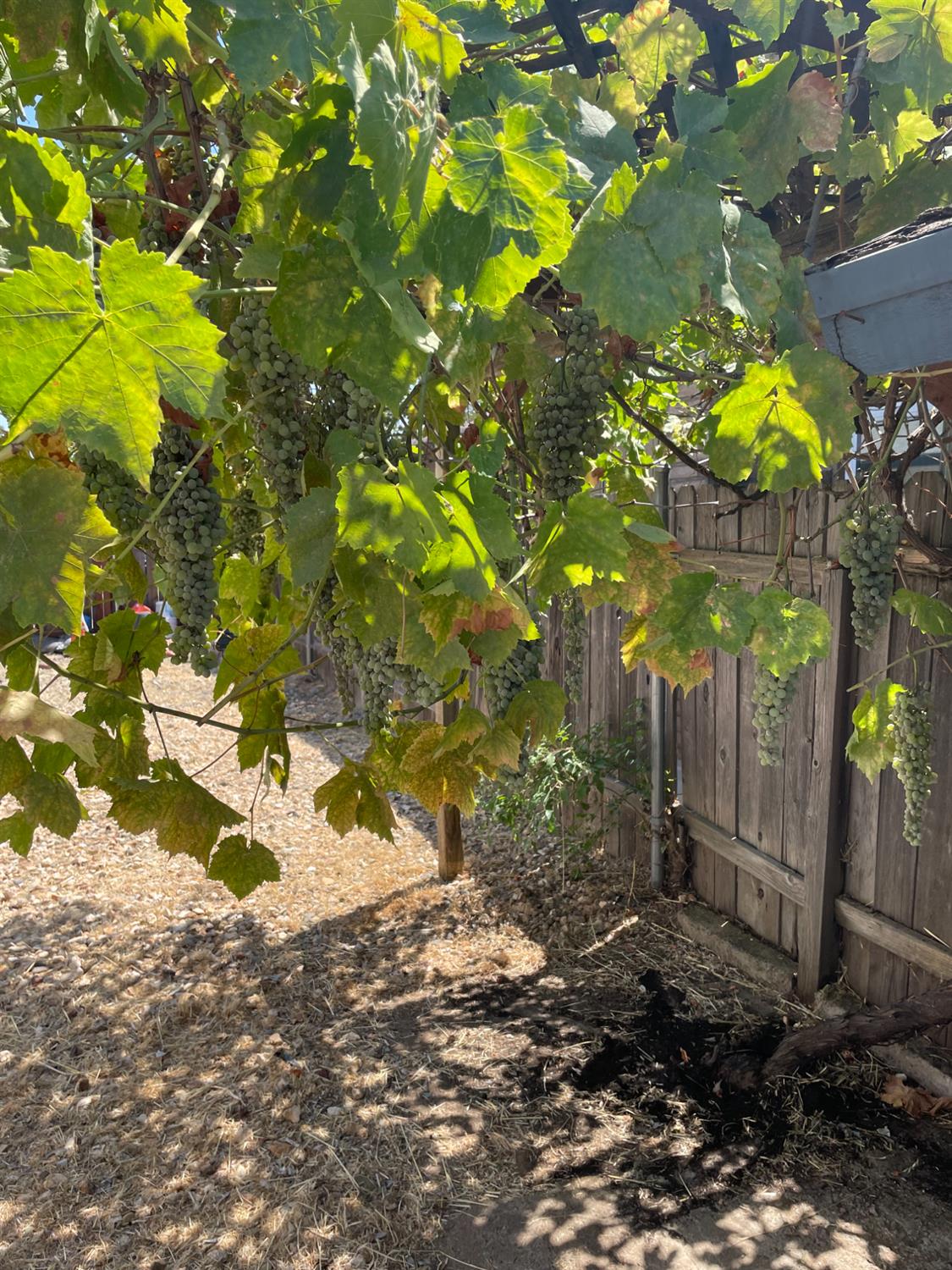 Detail Gallery Image 19 of 32 For 9185 Clendenen Way, Sacramento,  CA 95826 - 3 Beds | 2 Baths