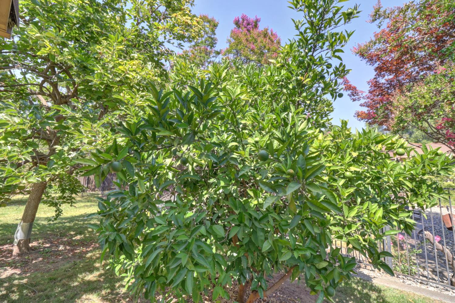Detail Gallery Image 63 of 95 For 7919 Wonder St, Citrus Heights,  CA 95610 - 4 Beds | 2/1 Baths