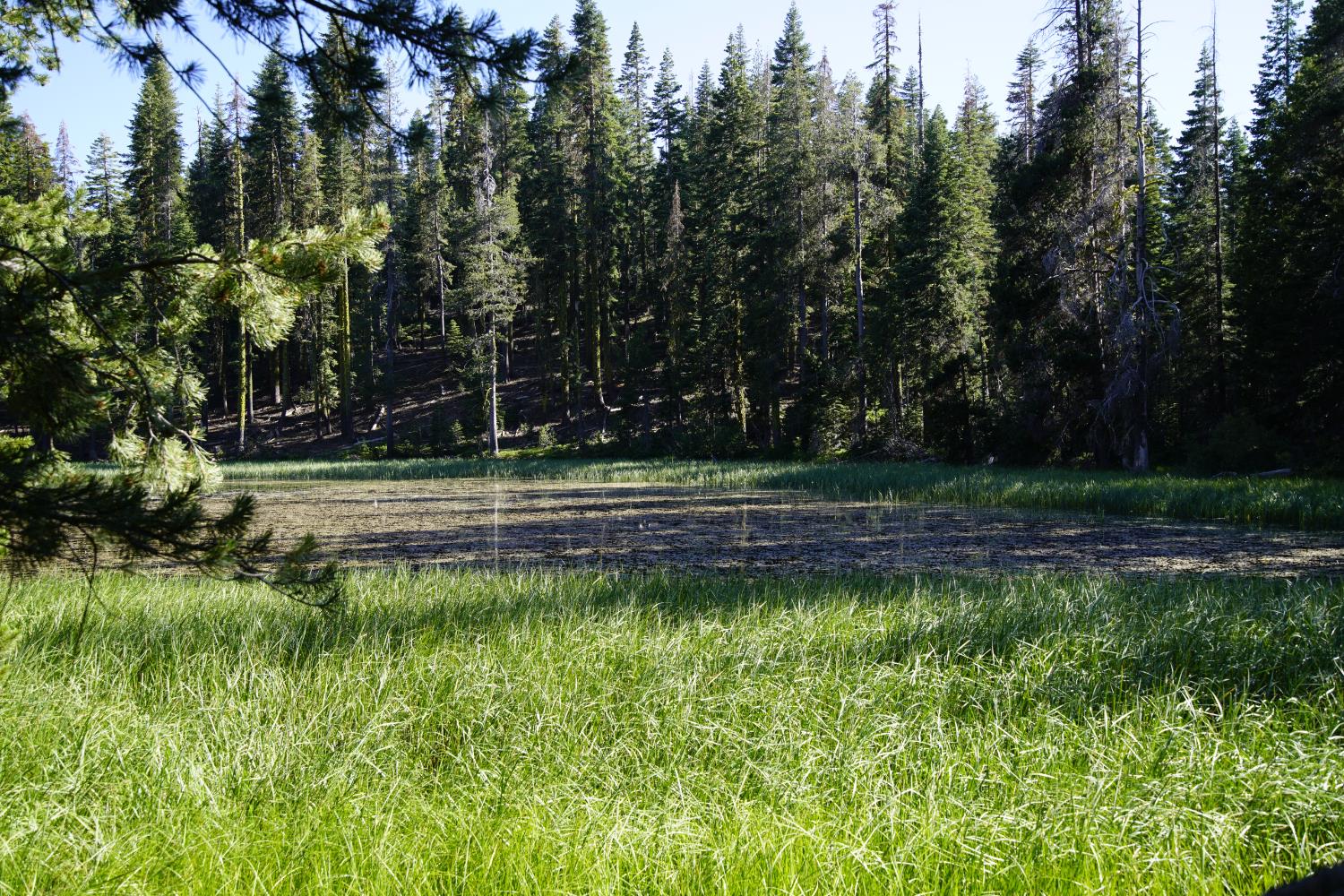Detail Gallery Image 17 of 30 For 0 Forest 41 Rd, Soda Springs,  CA 95728 - – Beds | – Baths